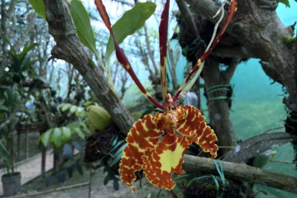 orquideario 3